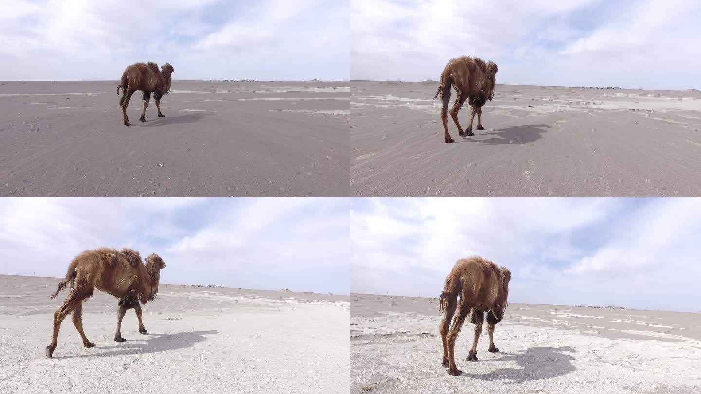 骆驼走在沙漠中，荒漠骆驼