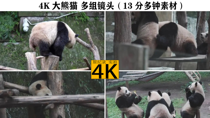 重庆杨家坪动物园熊猫馆