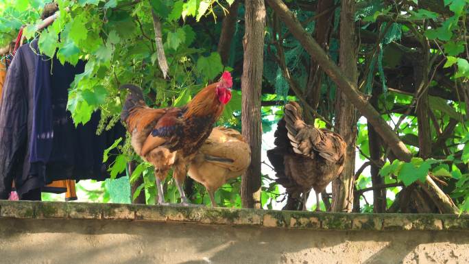 农村土鸡站在栏杆上