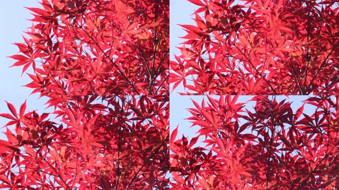 蓝天红枫树紫红鸡爪槭红叶红颜枫树