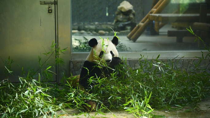 西安秦岭动物园国宝大熊猫