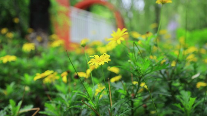 4k公园里雨后唯美的黄色小雏菊
