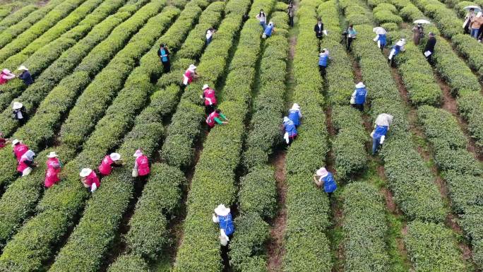 茶叶 贵州纳雍高山茶叶