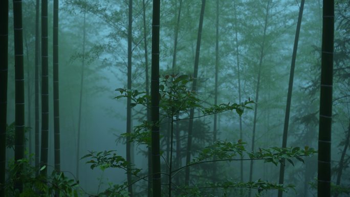 雨天大雾天的竹林 树林