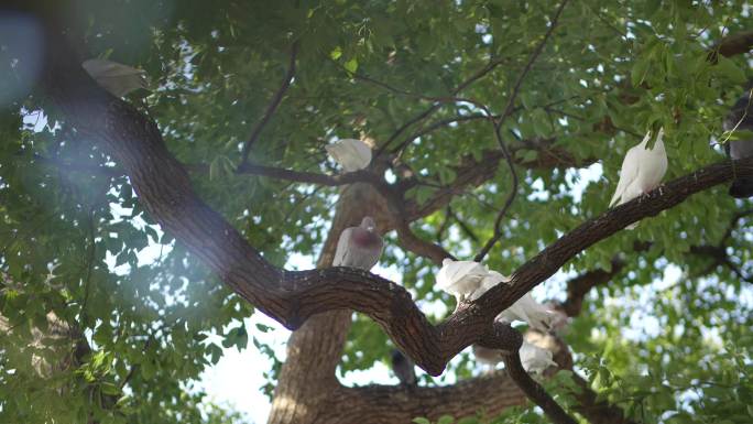 一群在树上休息玩耍鸽子