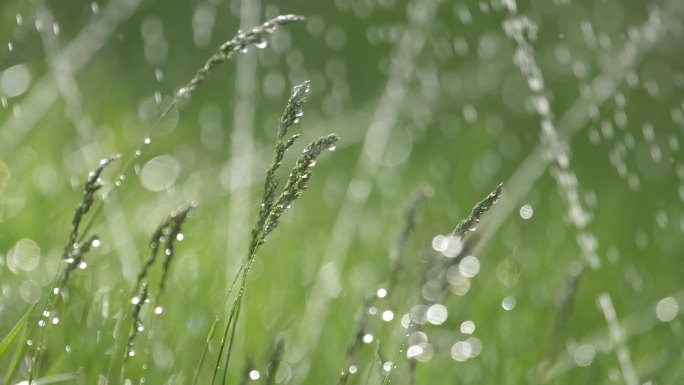 雨打野草