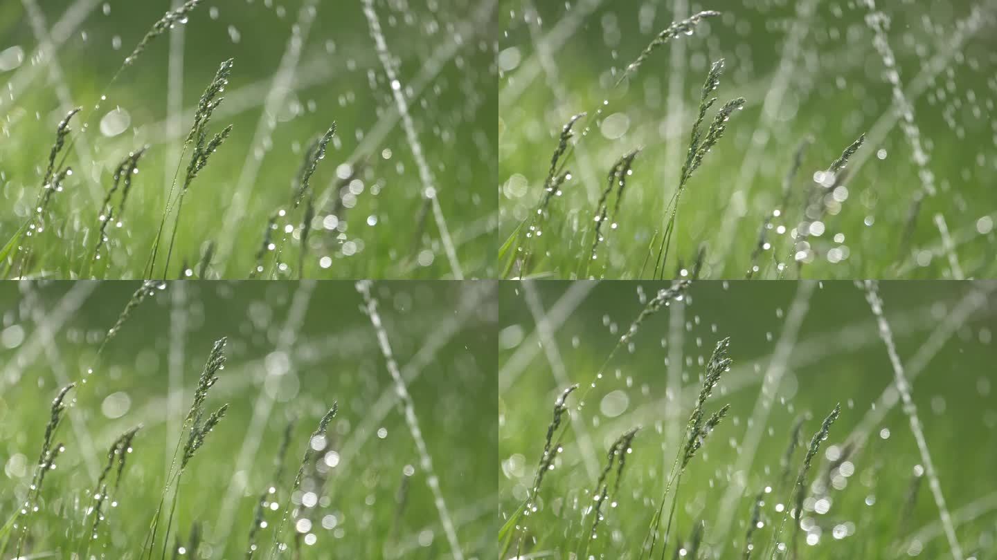 雨打野草