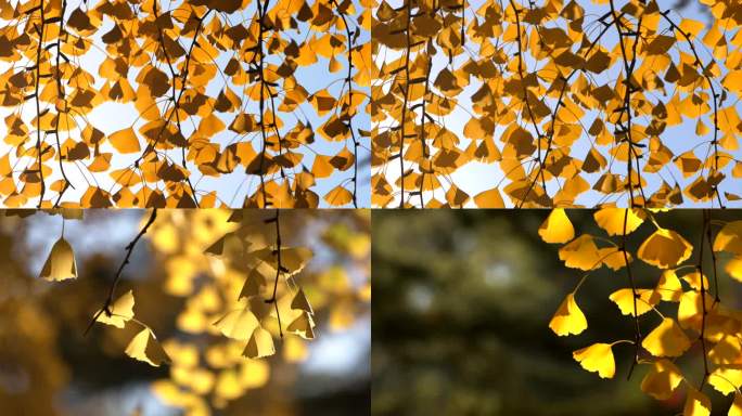 秋天金色银杏树叶