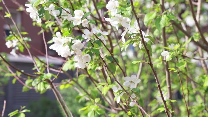 实拍梨花盛开特写合集