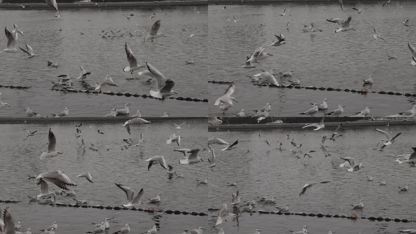天津海河冬季红嘴海鸥