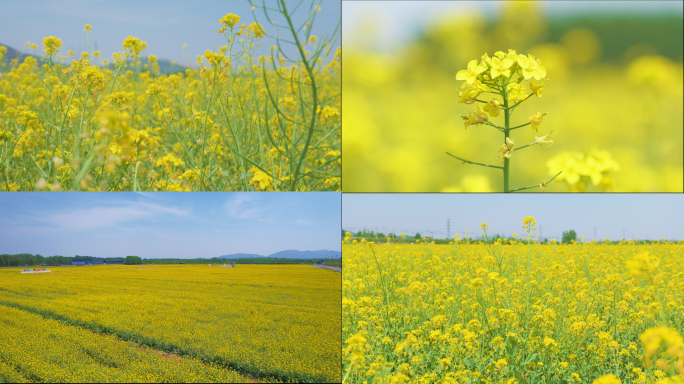 油菜花田