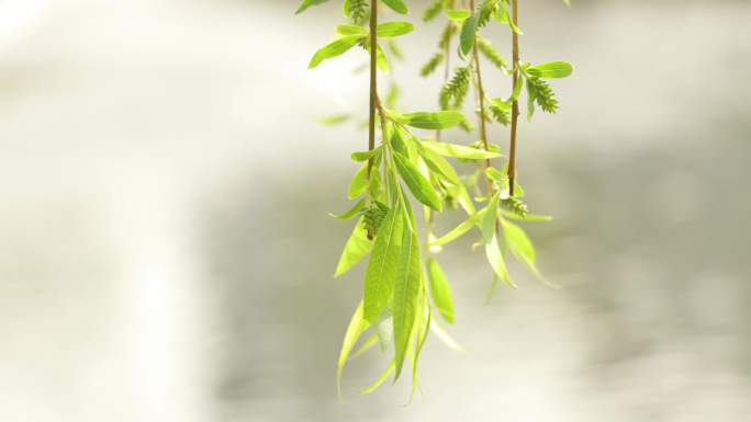 春暖花开武汉西北湖广场湖边边的柳树和柳枝