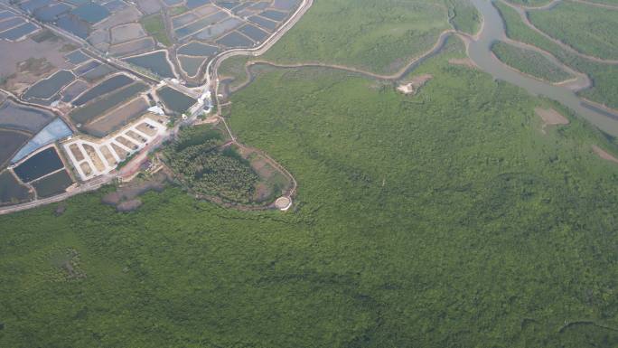 湛江高桥红树林保护区