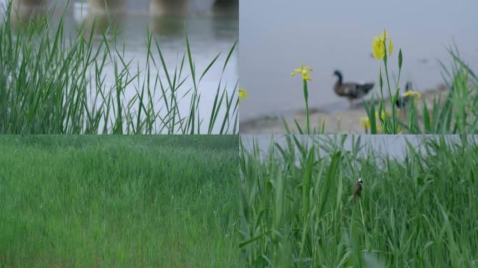 安静舒适的河边鸭子水鸟栖息芦苇水草飘荡