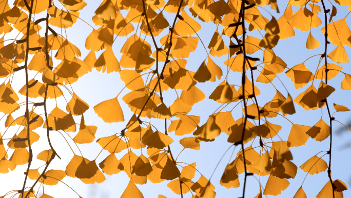 秋季金色银杏树叶