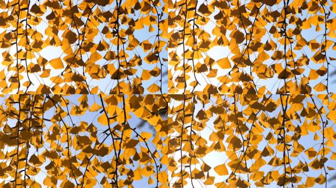 秋季金色银杏树叶
