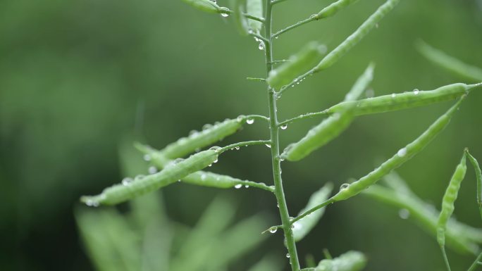 大自然下雨天的植物 油菜花