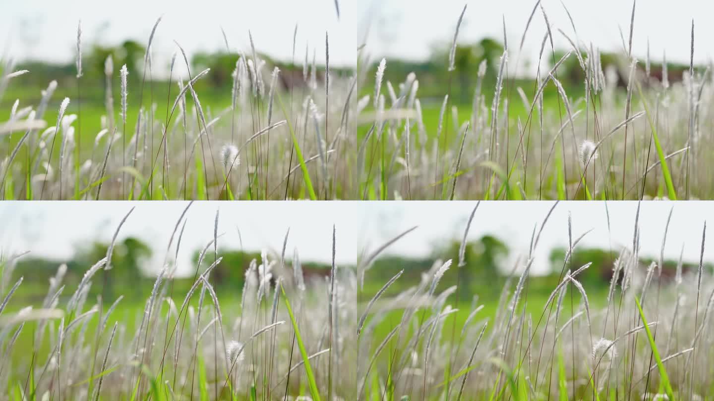 逆光唯美清新绿色植物茅草花随风摆动