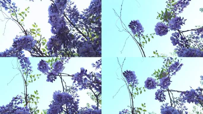 风中的紫藤萝