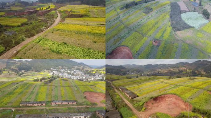 彩色油菜花云南文山平坝镇油菜花花海航拍