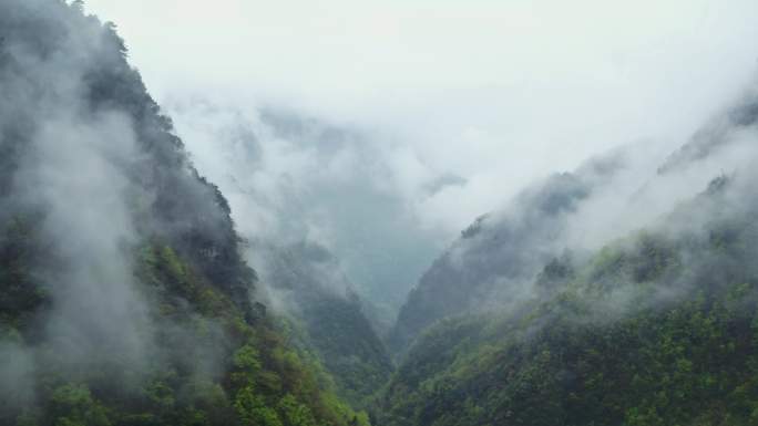 4k森林大自然流水风景树林山水自然山山川