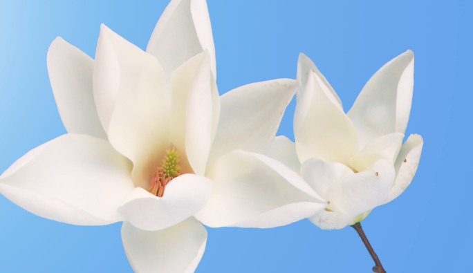 白玉兰延时木兰花春天花开延时