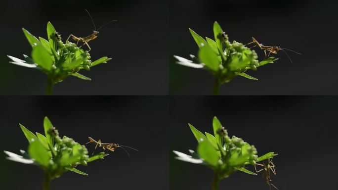 植物上的小螳螂