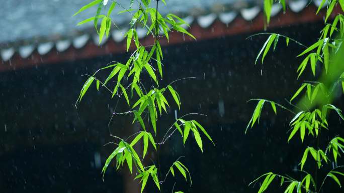 春雨绵绵诗意下雨屋檐瓦片雨水滴落竹叶竹子