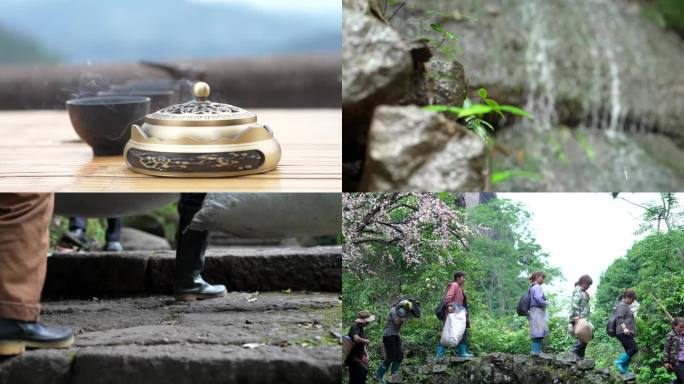 武夷山风景茶农收茶季节