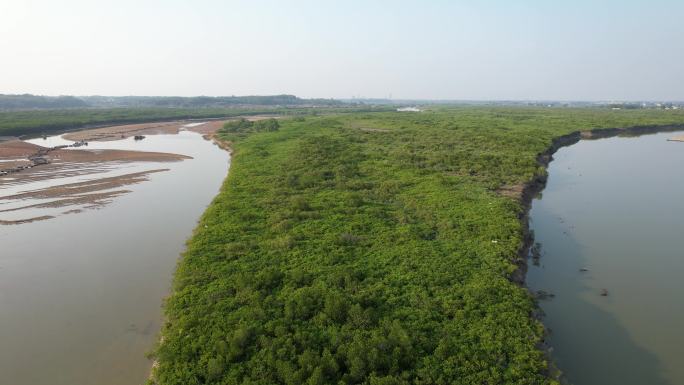 湛江高桥红树林保护区