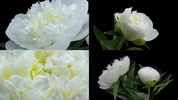 白色芍药花开延时纯洁唯美花朵绽放