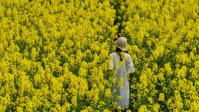 油菜花田游客采风唯美风光