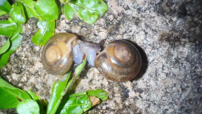 科普：蜗牛的交配与繁殖