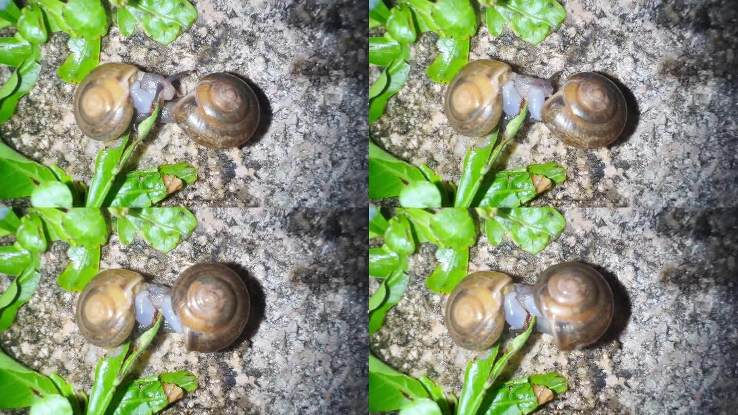 科普：蜗牛的交配与繁殖