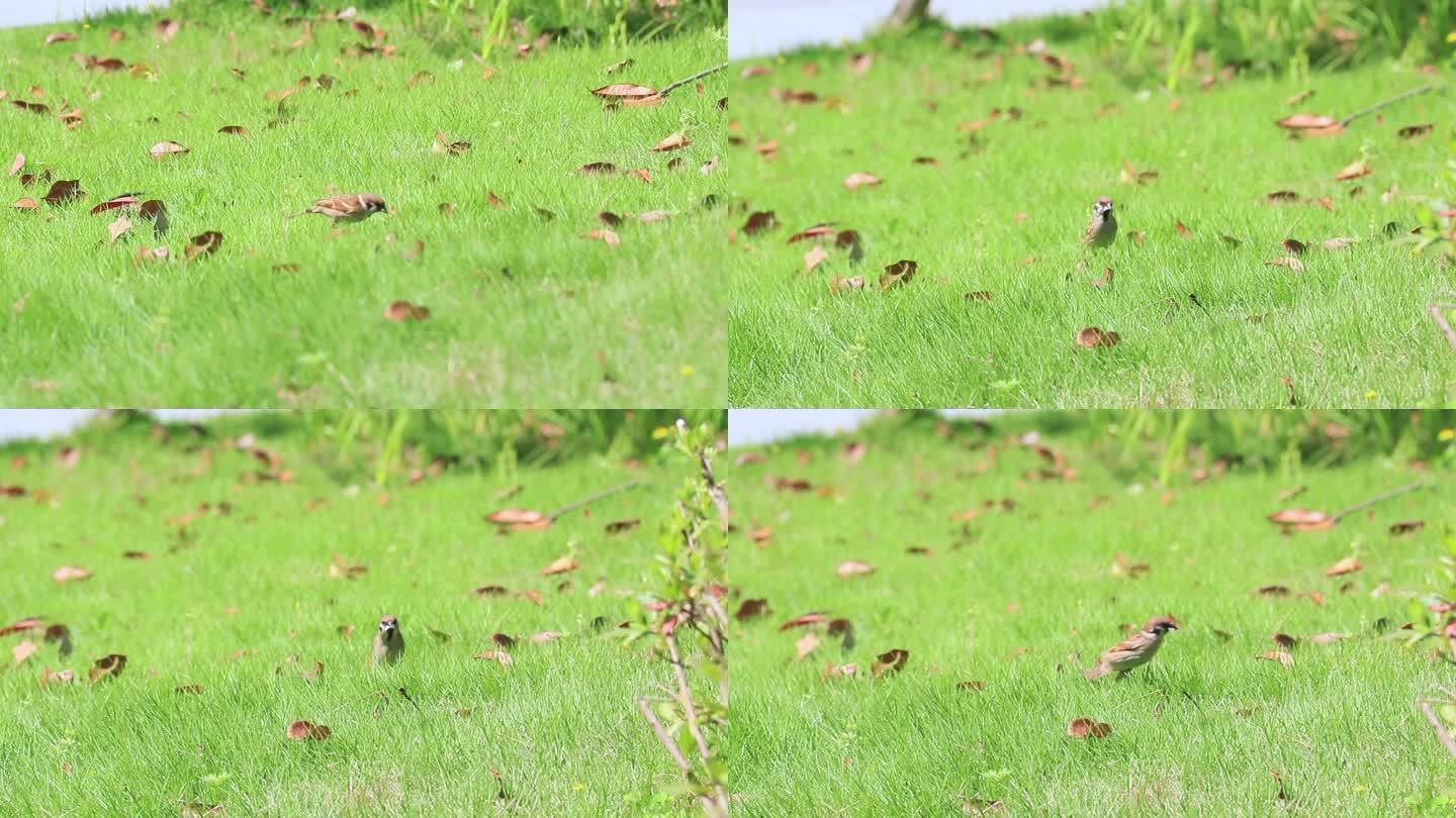 麻雀在草地上觅食
