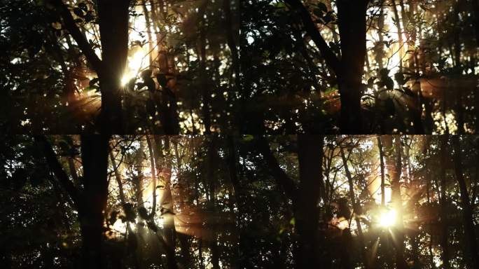 夏天夕阳透过树枝星芒效果4k