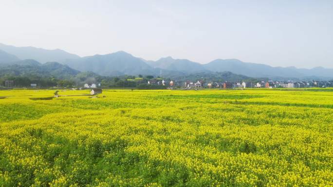 江南风景油菜花海