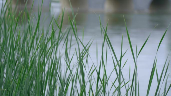 水边芦苇荡水草飘动鸭子栖息安静舒适画面
