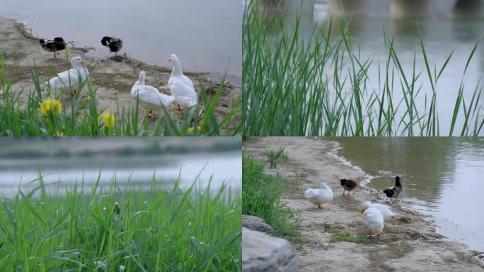 水边芦苇荡水草飘动鸭子栖息安静舒适画面