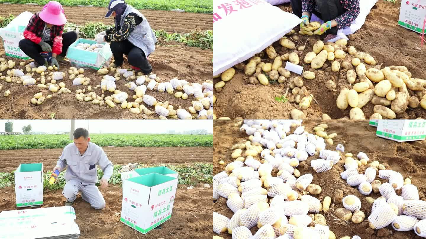 土豆 滕州马铃薯 地蛋 农民 丰收 打包