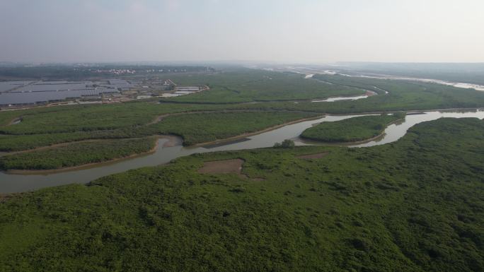 湛江高桥红树林保护区