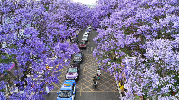 4k昆明教场中路盛开的蓝花楹