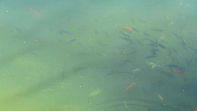 池塘中成群的锦鲤鱼一群红鲤鱼黑鲤鱼觅食