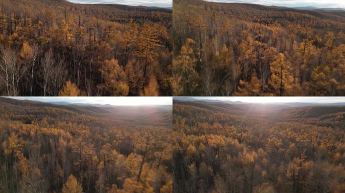 秋日的大兴安岭原始森林