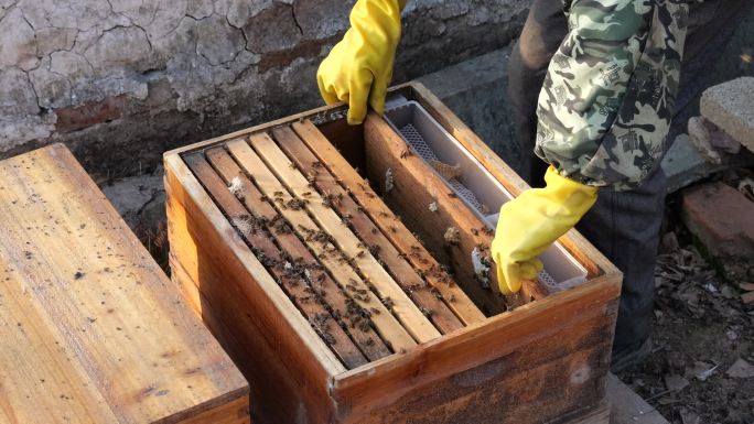 蜂农收集蜂蜜 蜜蜂 蜂农 蜂箱 采蜜