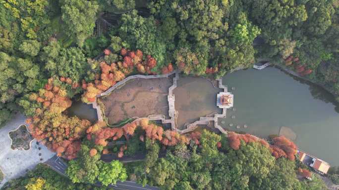 仙湖植物园水杉航拍