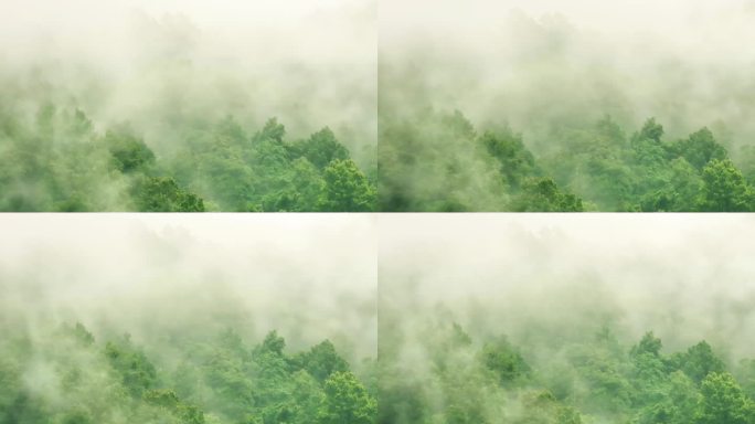 航拍云雾缭绕的森林