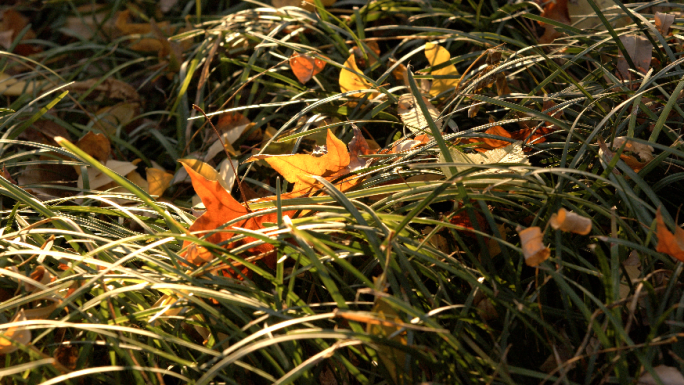 秋季草地枯叶光影