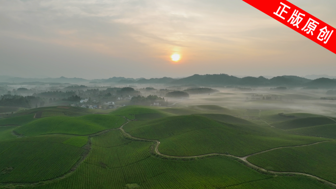 航拍茶园茶山茶海日出风光