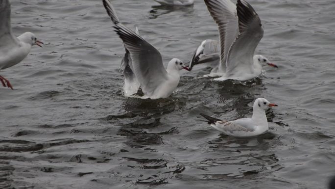 天津海河冬季红嘴海鸥抢夺食物